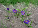 Crocus Flower Record (2009, March 31)