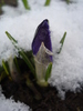 Crocus Flower Record (2010, March 17)