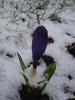 Crocus Flower Record (2010, March 17)