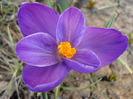 Crocus Flower Record (2010, March 19)