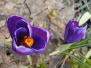 Crocus Flower Record (2010, March 19)