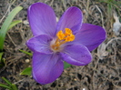 Crocus Flower Record (2010, March 19)