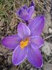 Crocus Flower Record (2010, March 19)