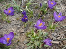 Crocus Flower Record (2010, March 19)