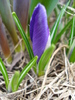 Crocus Flower Record (2011, March 16)