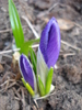 Crocus Flower Record (2011, March 16)