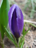 Crocus Flower Record (2011, March 16)