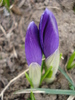 Crocus Flower Record (2011, March 16)