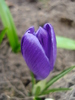 Crocus Flower Record (2011, March 16)