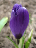 Crocus Flower Record (2011, March 16)