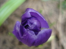 Crocus Flower Record (2011, March 16)