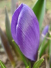 Crocus Flower Record (2011, March 16)