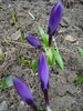 Crocus Flower Record (2011, March 17)