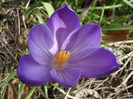 Crocus Flower Record (2011, March 21)