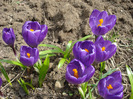 Crocus Flower Record (2011, March 21)