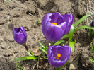 Crocus Flower Record (2011, March 21)
