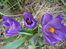 Crocus Flower Record (2011, March 21)