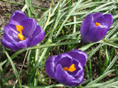 Crocus Flower Record (2011, March 21)