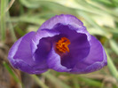 Crocus Flower Record (2011, March 21)