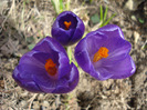 Crocus Flower Record (2011, March 21)