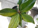 Magnolie Grandiflora