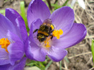 Crocus Flower Record (2011, March 23)