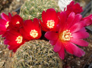 DSCF7147