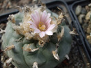 DSCF7153