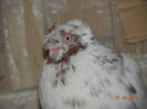 DSCN5342