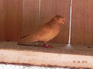 DSCN5368