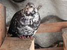 DSCN5385