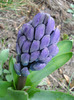 Hyacinth Blue Jacket (2011, April 01)