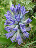 Hyacinth Blue Jacket (2011, April 04)