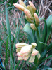 Hyacinth Gypsy Queen (2011, April 05)