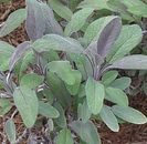 salvia_officinalis