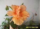 Picture 003