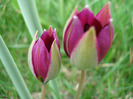 Tulipa Persian Pearl (2011, April 04)