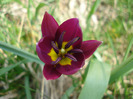 Tulipa Persian Pearl (2011, April 05)