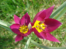 Tulipa Persian Pearl (2011, April 05)