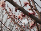 A parfumat toata gradina