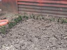 Butasi de buxus