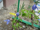 Clematis Alpina"Pamela Jackman",05.04.2011