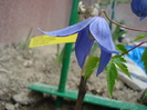 Clematis Alpina "Pamela Jackman",05.04.2011