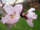 Prunus persica Davidii (2011, April 04)