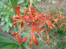 Acer palmatum Katsura (2011, April 04)