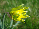 Daffodil Rip van Winkle (2011, March 31)