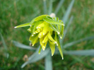 Daffodil Rip van Winkle (2011, March 31)