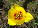 Tulipa Stresa (2011, March 31)