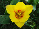 Tulipa Stresa (2011, March 31)