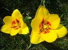 Tulipa Stresa (2011, March 31)